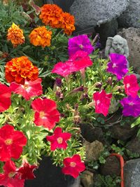 High angle view of pink flowering plants