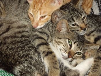 Close-up portrait of cat