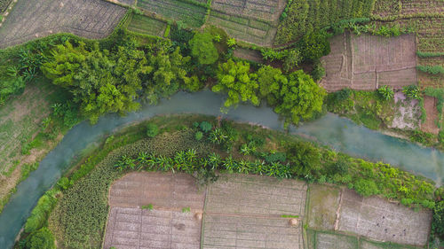 High angle view of plants growing in farm