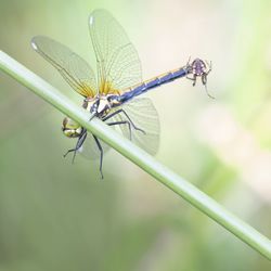 Close-up of dragonfly on plant