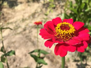 Close-up of red rose flower