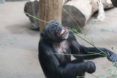 Monkey sitting in a zoo