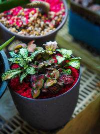 High angle view of potted plant on table