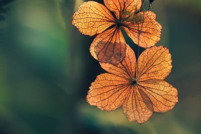 Dry hydrangea for nature backgrounds