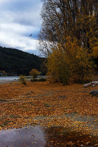 Scenic view of lake against sky during autumn