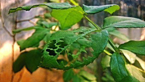 Close-up of green lizard on plant