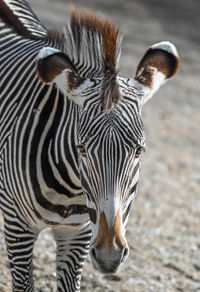 Close-up of zebra