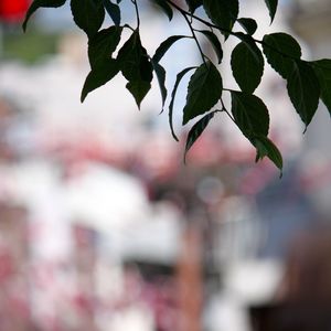 Close-up of leaves on twig