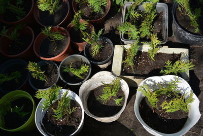 High angle view of potted plants