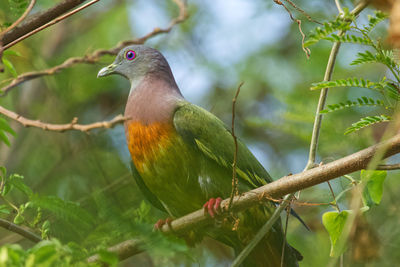 Close-up of bird perching on branch