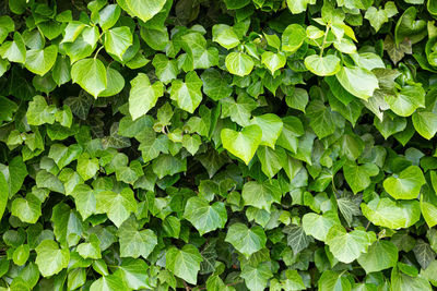 Full frame shot of fresh green plants