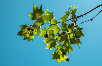 Low angle view of tree against clear blue sky