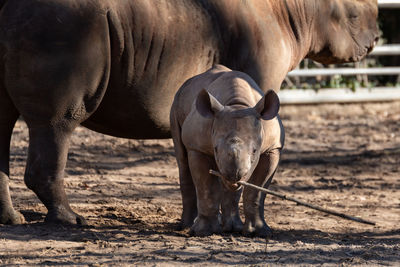 Horse standing in a field