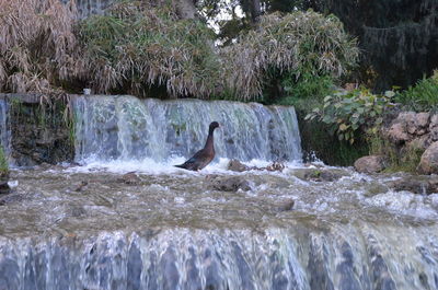 View of a bird in water