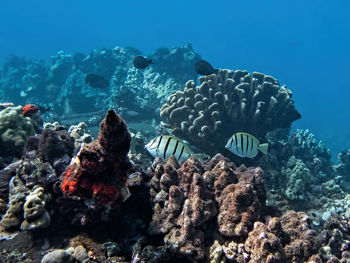 Fish swimming in sea