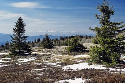 Pine trees on snow covered land against sky