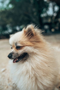 Close-up of dog looking away