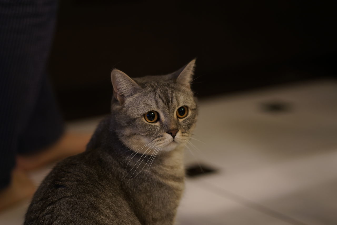 CLOSE-UP PORTRAIT OF CAT ON FLOOR