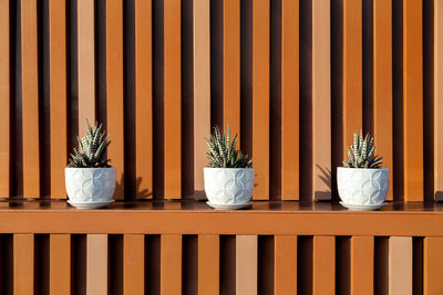 Potted plants on table