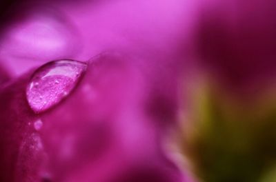 Close-up of pink flower