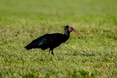 Bald ibis geronticus eremita, exotic bird in the nature habitat.