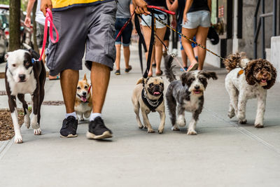 Low section of man walking with dogs on street