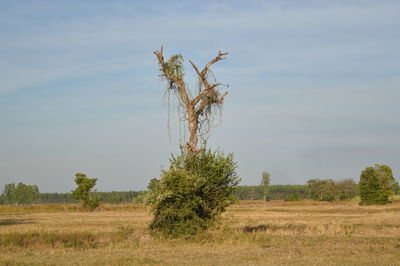 Plants growing on field against sky