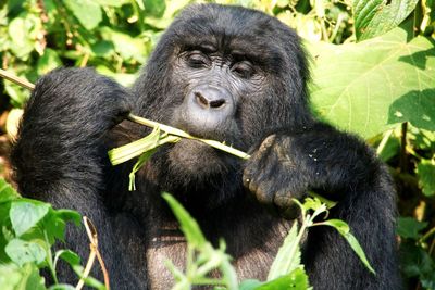 Monkey eating plant