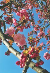 Low angle view of flowers growing on tree