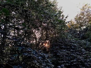 Trees growing in forest against sky