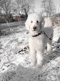 Dog walking on snow covered landscape