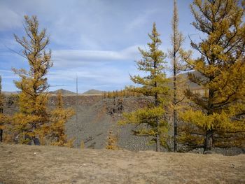 Trees on field against sky during autumn