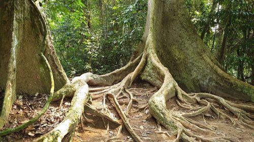 Trees growing in forest