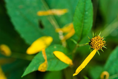 Close-up of yellow flowering plant