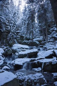 View of trees in forest during winter