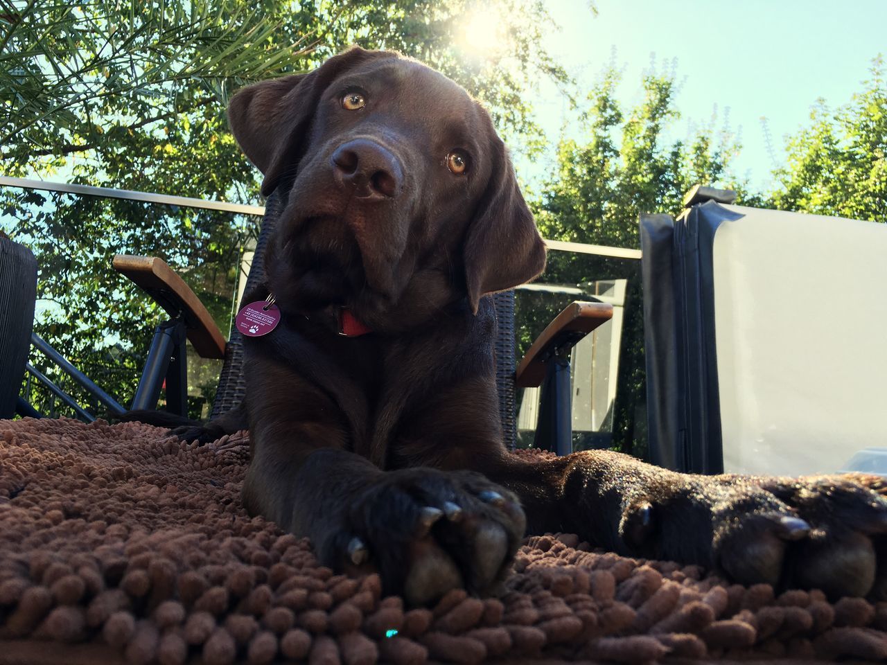 CLOSE-UP OF DOG SITTING ON TREE TRUNK