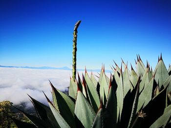 Close-up of fresh cactus plants against clear blue sky