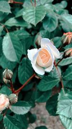 Close-up of rose plant