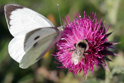 Close-up of honey bee on purple flowering plant