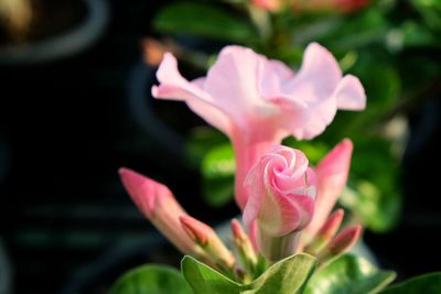 Close-up of pink flower