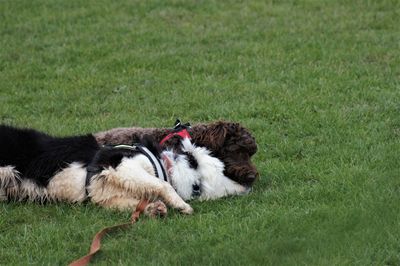 Dog lying down on grass