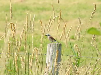 Bird perching on a field