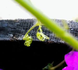 Close-up of insect on plant