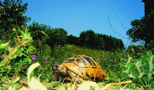 Turtle on grassy field against clear blue sky during sunny day