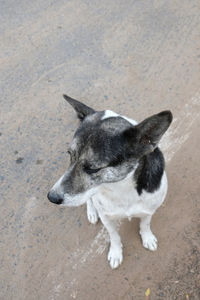 High angle view of dog standing on land