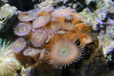 Close-up of coral in sea