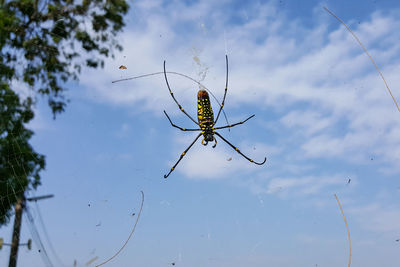 Close-up of insect on plant against lake