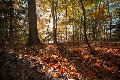 Trees growing in forest during autumn