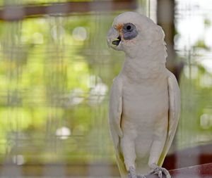 Close-up of parrot perching