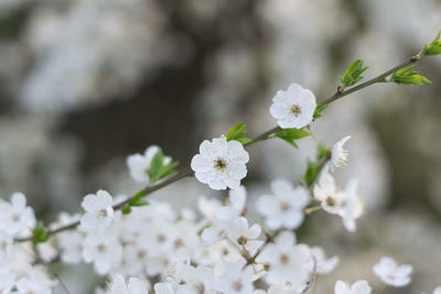 White apple blossoms in spring